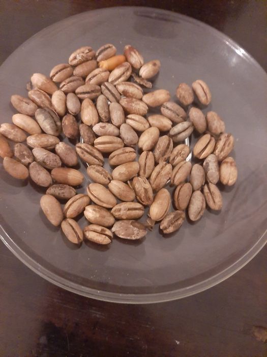 Sementes de tamareira do senegal phoenix reclinata