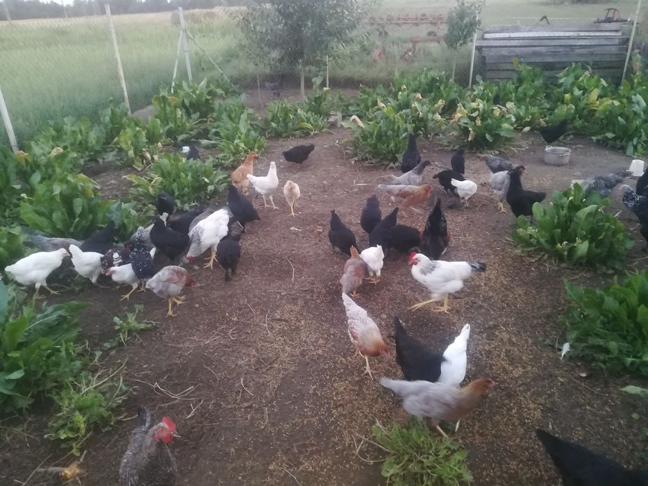 Kury marans, araukana, green Shel, blues hel, leghorn