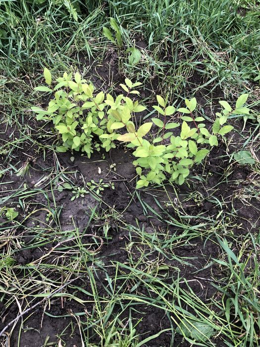 Саженцы жимолости