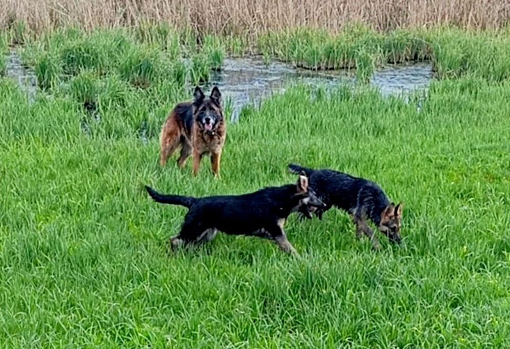 Две роскошные суки .