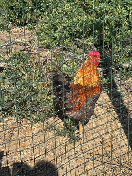 Galos grandes  que crescem livres