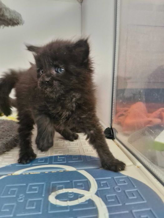 DEMON ns Kocurek Maine Coon FPL