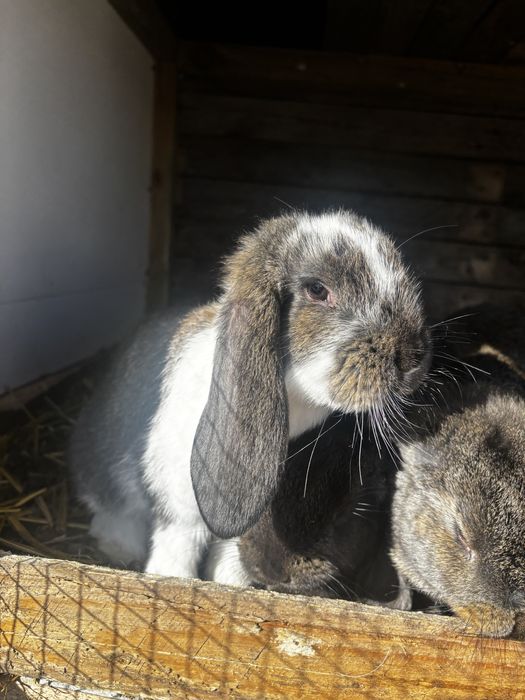 Kroliki barany francuskie