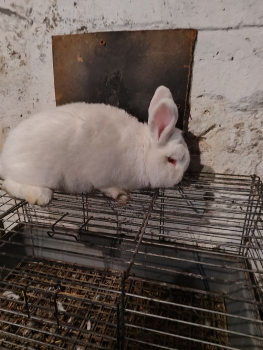 Nowozelandzki biały