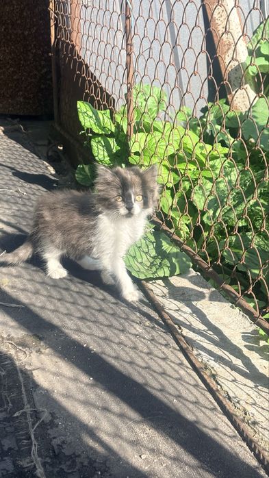 Віддам кошенят в добрі руки