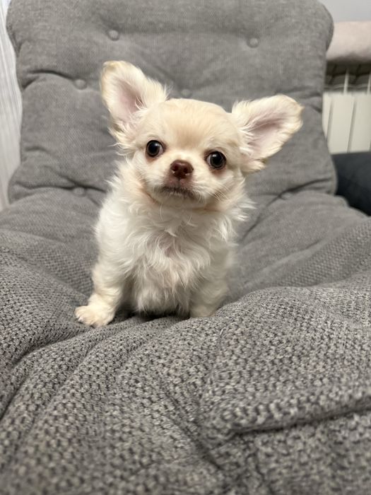 Chihuahua z prawdziwym rodowodem  FCI