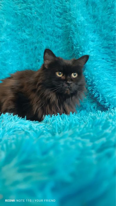 Кошка кошечка пушистая коты кішка кішечка киця
