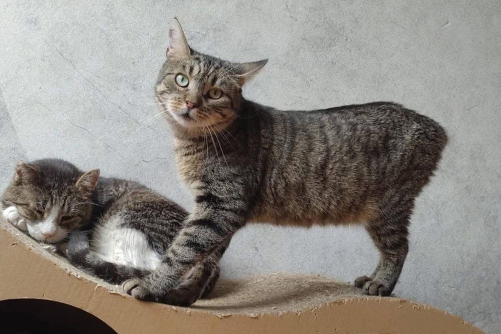 Ryś bez ogonka szuka domu! (FIV+)