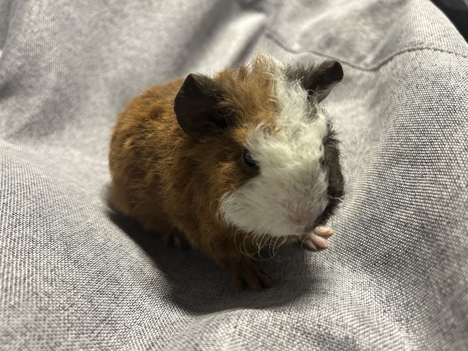 Sprzedam. Teddy. Świnka morska. Samiec