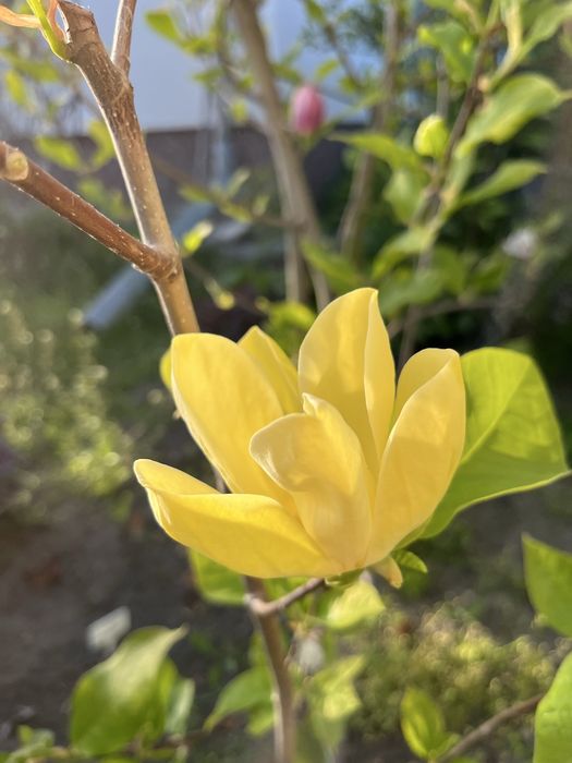 Магноліі щеплені в контейнері, цвітуть у 2 ращи швидше