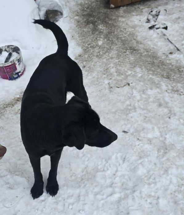 Oddam psiaki w dobre ręce