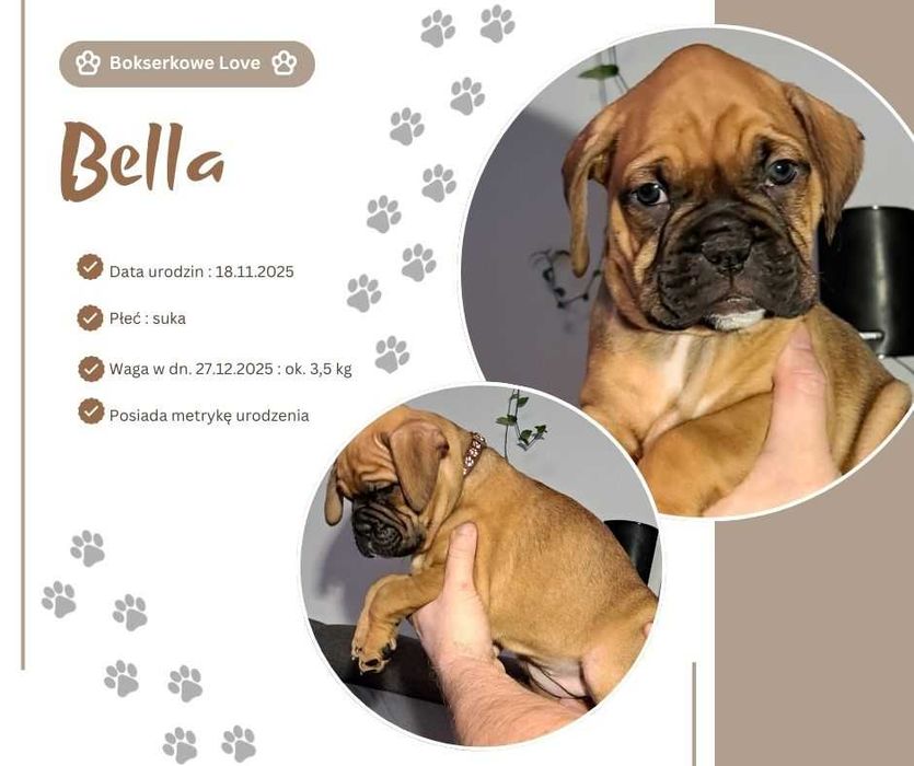 Szczeniak Bokser suczka BELLA