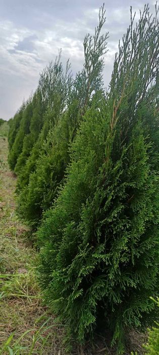 Tuje Szmaragd Świerczynek