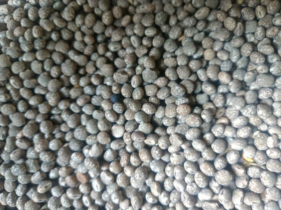 Łubin gorzki. Zbiór 2025r.