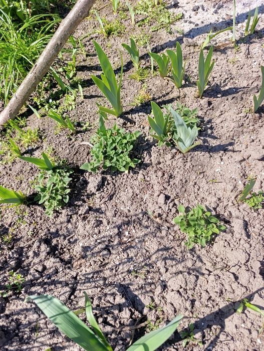 Молоденькі Кущики меліси
