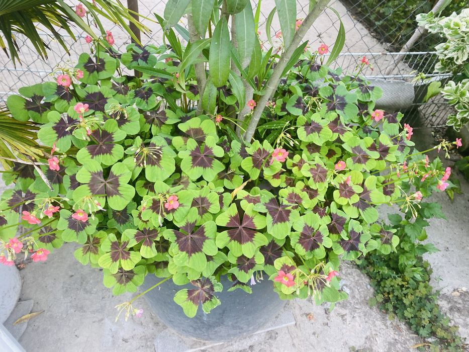 Кислиця рожеві квіти