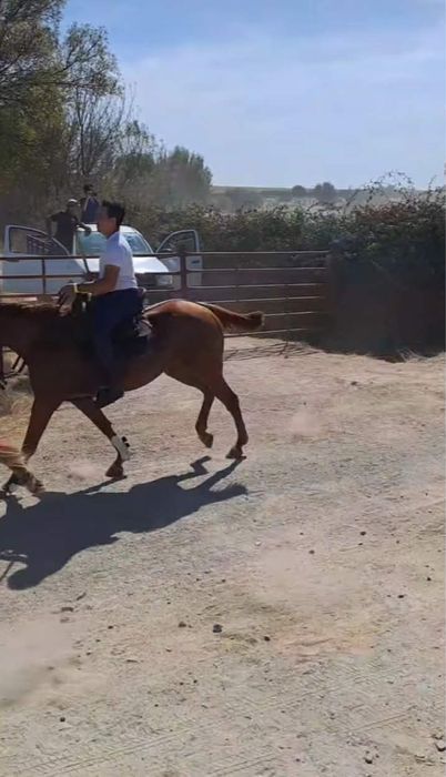 Cavalo Versatil Manso com 8 anos