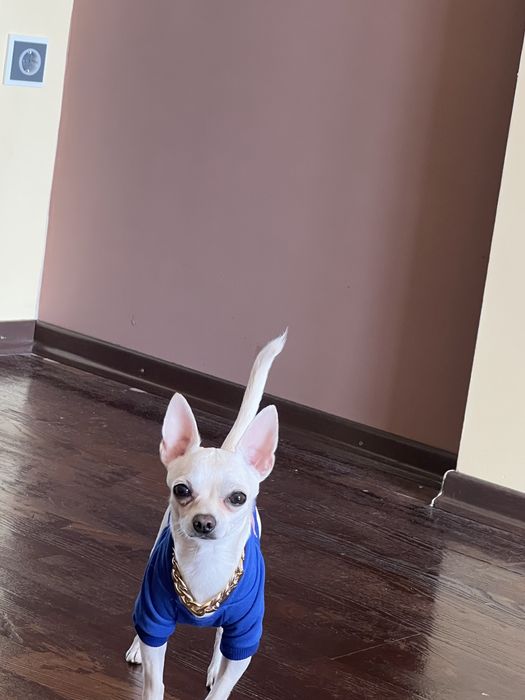 Вʼязка з маленькою породою