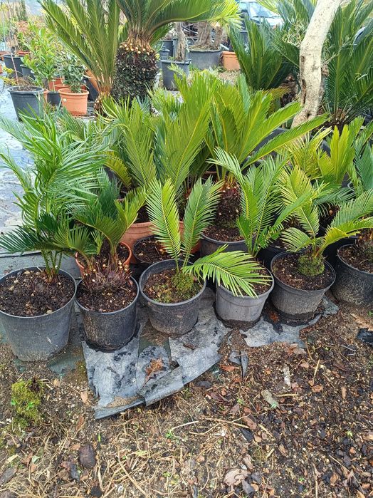 Sica/ Cyca para jardim