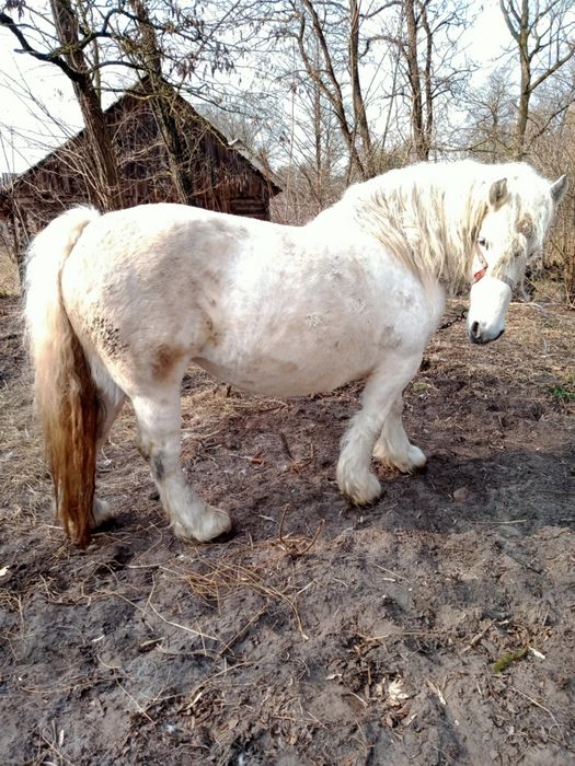 Sprzedam kobyłę siwa