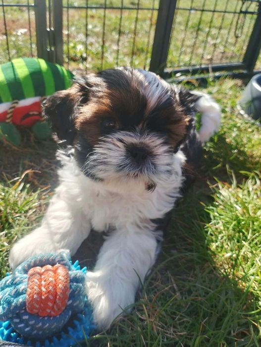 Sprzedam suczkę shih-tzu