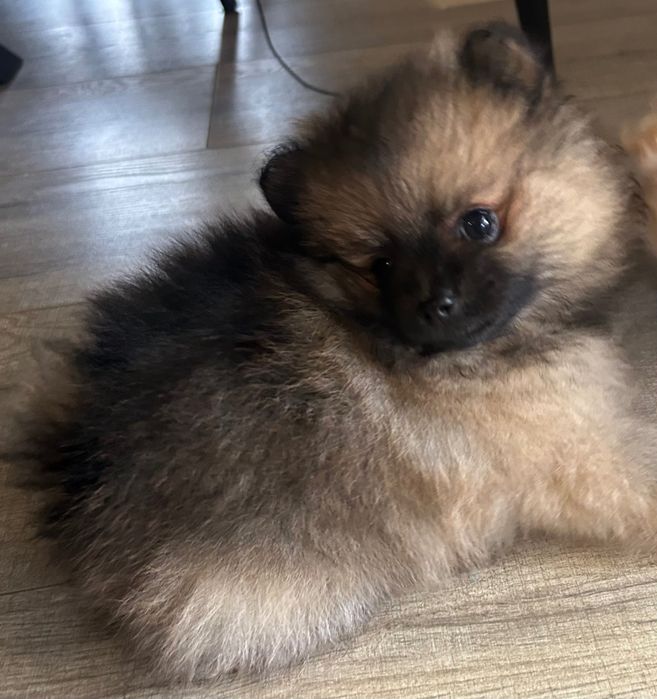 Szczeniak szpic miniaturowy pomerianian