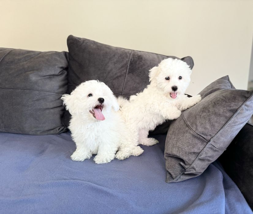 Цуценята бішонів