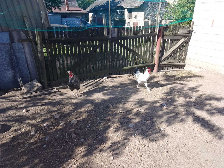 Kogut młode sprzedam