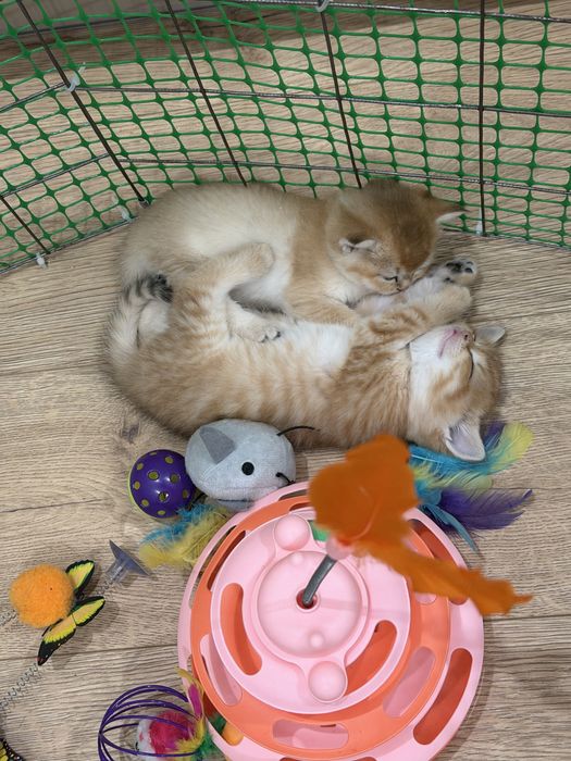 Продам котят Золотая Шиншилла