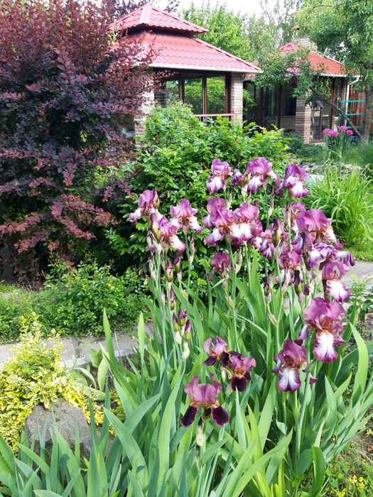 Будинок, 200м2, Гоголів, 20 сот., Сауна, Безготівка, Броварський р-н