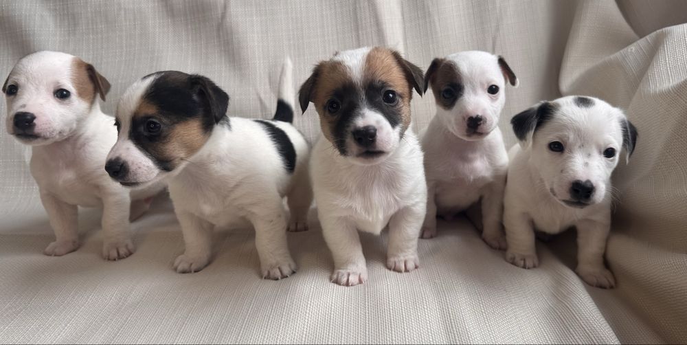 Хлопчики Цуцики Джек Расел Терьєр