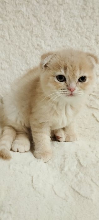 Шотландська скоттіш фолд дівчинка