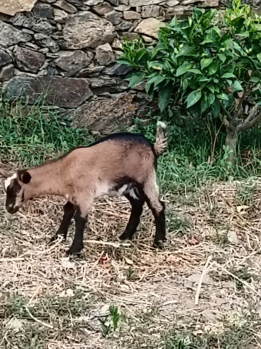 Cabrito Murciano