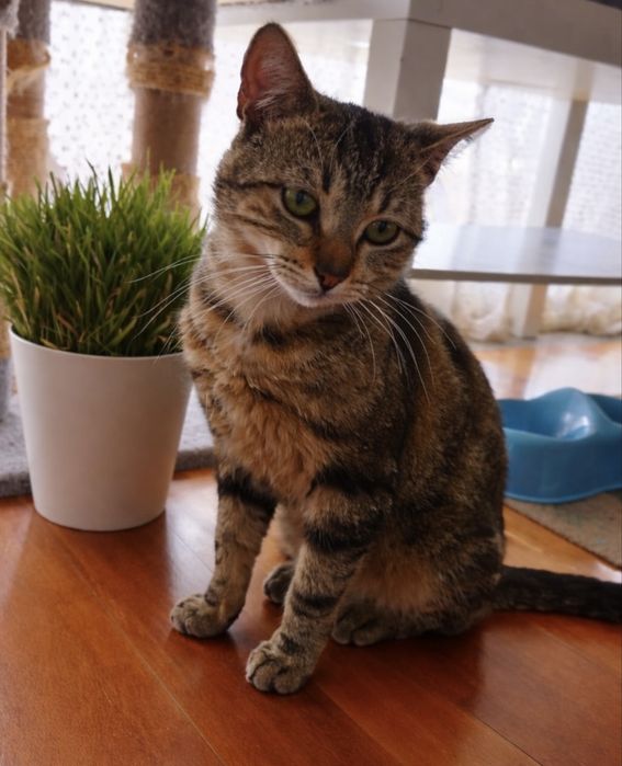gatinho para adoção responsável