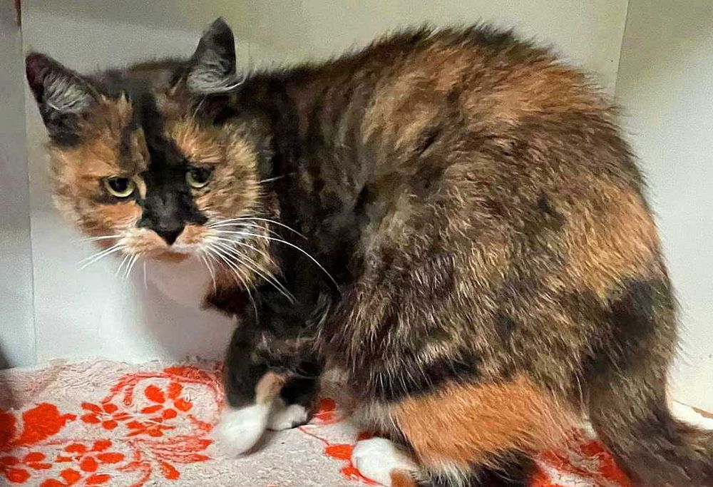 Чудова триколірна кішечка Нора шукає дім (1,5 р.). Стериліз. Кошка