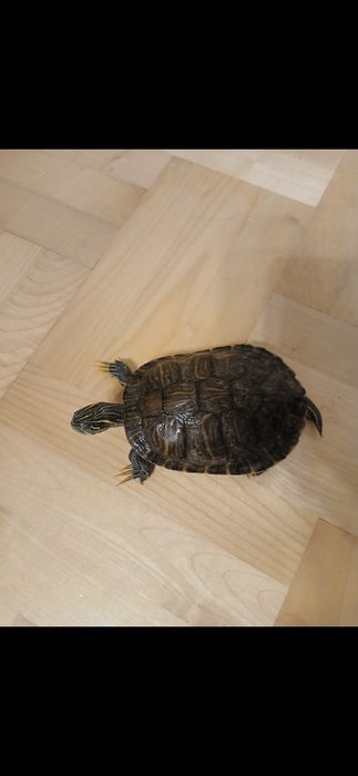 Żółw hieroglify para
