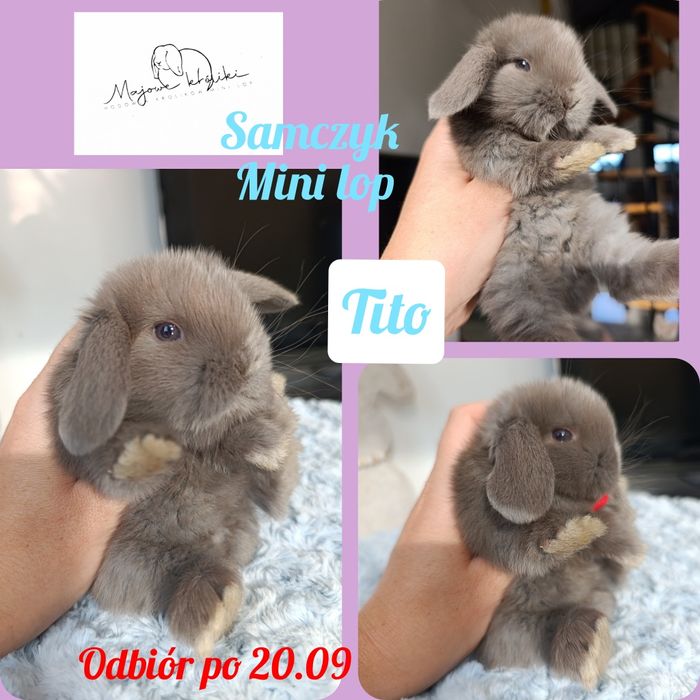 Królik króliczek mini lop hodowla zarejestrowana 910-P