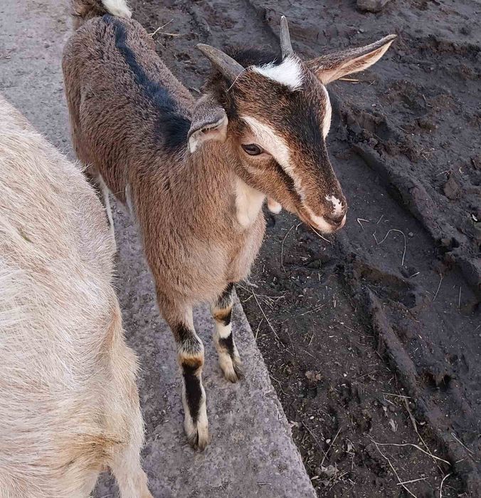 Продам козочку і козлика