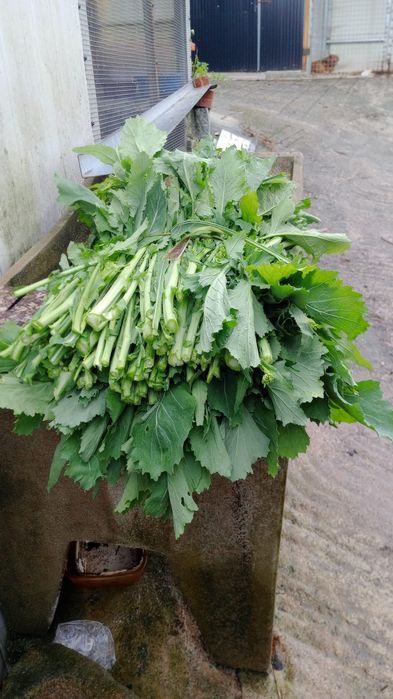 Vendo grelos e cebolas caseiras