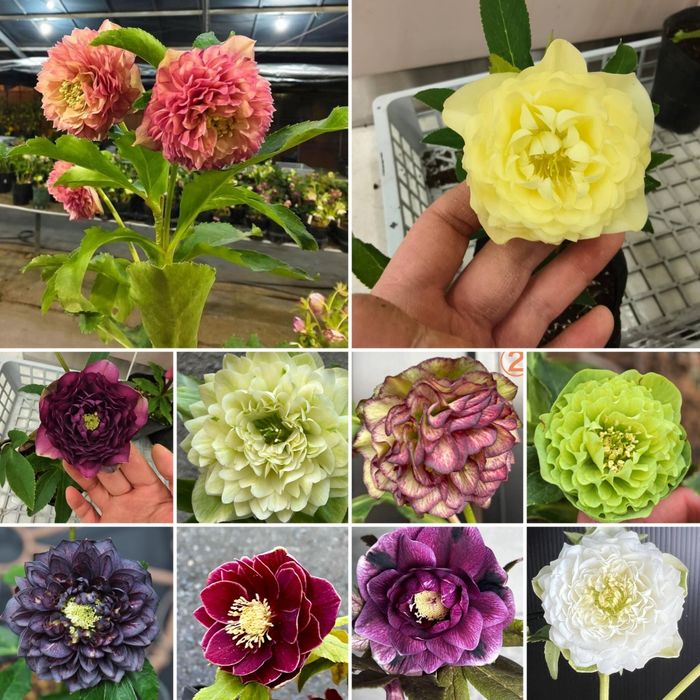 Семена морозника