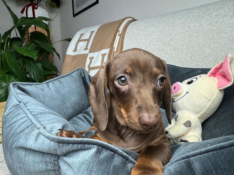 jamnik miniaturowy piesek choco tan