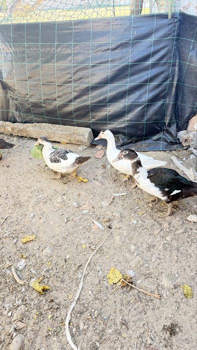 Patos mudos m/f