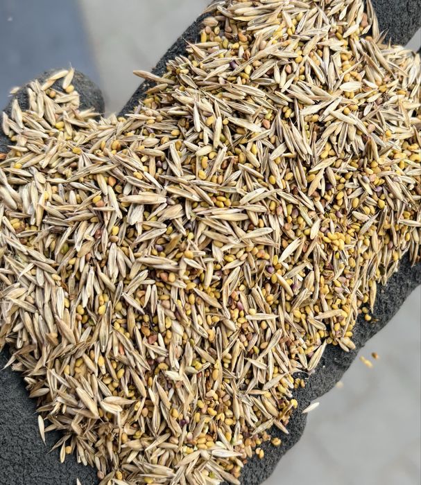 Mieszanki traw koniczyna lucerna gorzowska kupkówka tymotka wysyłka