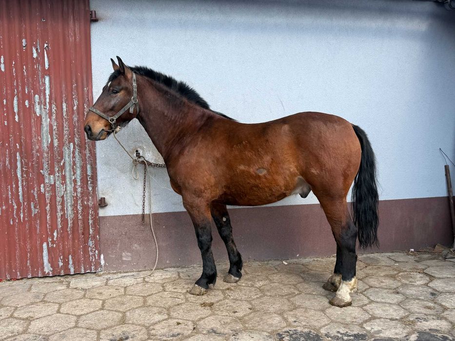 Koń Wałach maści gniadej 5letni