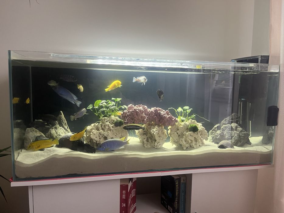 Akwarium Malawi z szafką