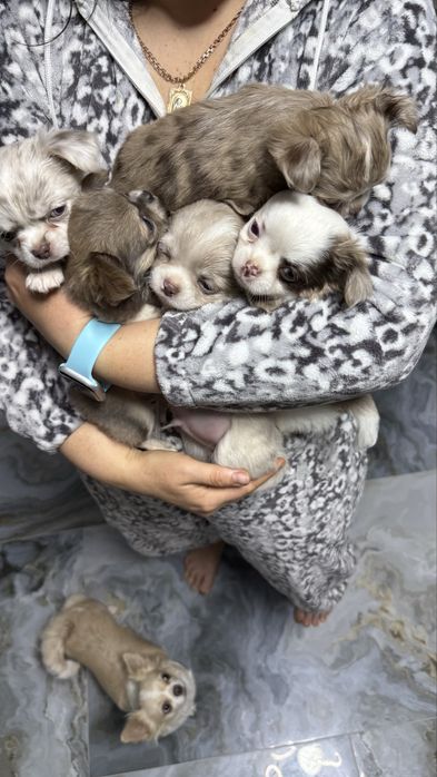Щенки чихуахуа 3 девочки 2 мальчика мерлє
