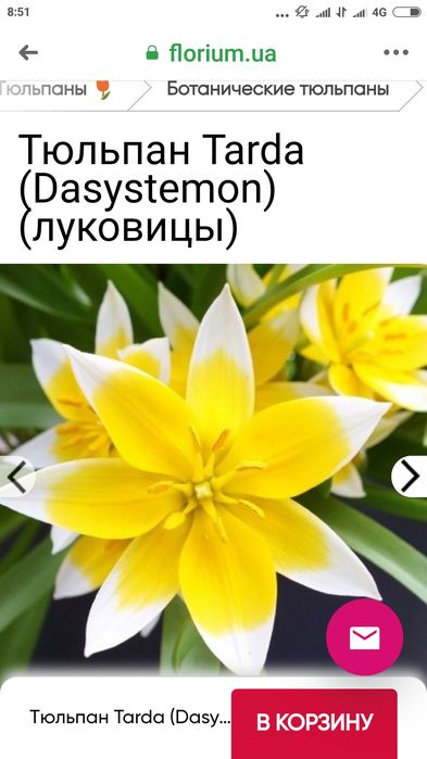 Тюльпан ботанічний