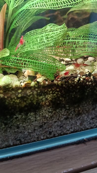 Camarões neocaridina Rili red