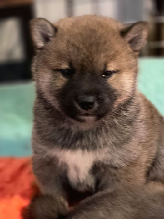 Shiba inu fci z rodowodem