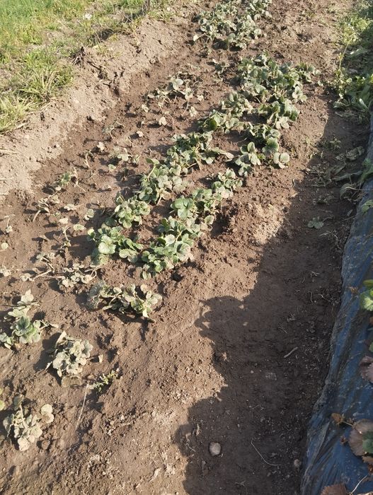 Vende se pés de morangos